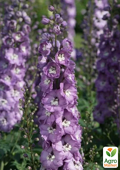Дельфініум Кендел "Lavender Shades" ТМ "Vesna Select" 5шт14