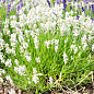LMTD Лаванда белоснежная 2-х летняя "Aroma White" (20-30см)