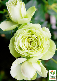 Роза мелкоцветковая (спрей) "Лувиана" (саженец класса АА+) высший сорт2