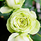 Роза мелкоцветковая (спрей) "Лувиана" (саженец класса АА+) высший сорт