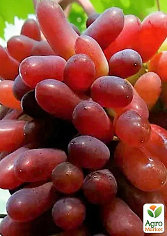 Виноград "Карнавал" (вегетирующий саженец крупного сладкого винограда)1