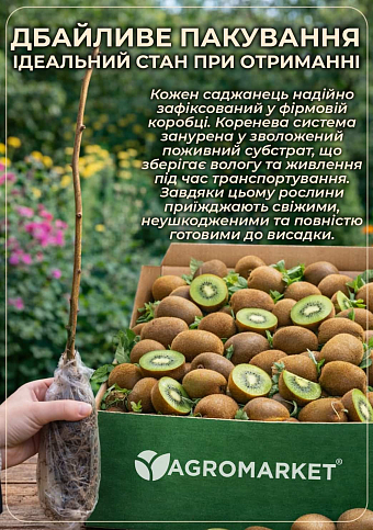 Ексклюзив! Ківі самозапильний коричневий злегка волокнист з м'якоттю смарагдового кольору "Мілфорд" (Milford) (преміальний сорт) - фото 3