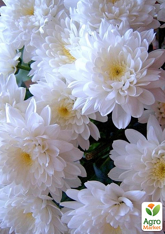 Хризантема Садовая "Domino White" (высота 30-50см) - фото 3