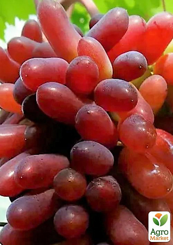 Виноград "Карнавал" (вегетируючий саджанець великого солодкого винограду) 