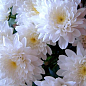 Хризантема Садова "Domino White" (висота 30-50см) цена