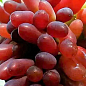 Виноград "Карнавал" (вегетирующий саженец крупного сладкого винограда)