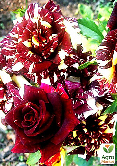 Ексклюзив! Троянда плетиста червоно-жовта "Чарівниця" (Enchantress) (саджанець класу АА +, преміальний довгоквітучі сорт)2
