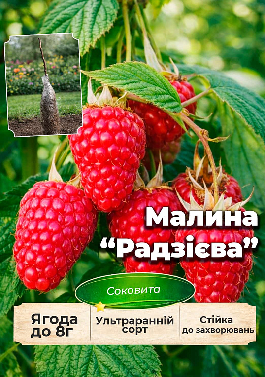 Ексклюзив! Малина "Radziejowa (Радзієва)" (ультрарання, великоягідна, солодка)