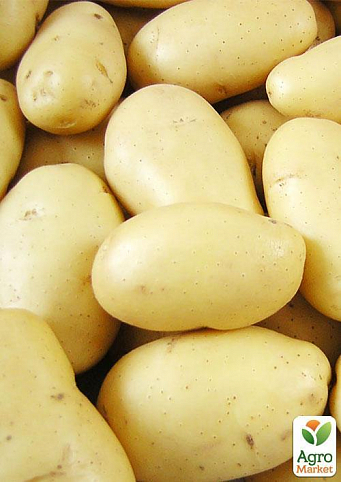 Семенной среднеспелый картофель "Саванна" (на варку, 1 репродукция) 1кг