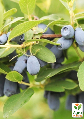 Жимолость 3х-летняя канадская "Honeybee" (среднеранняя, высокоурожайная) С2