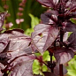 Базилик кустовой "Ред Рубин" (кадочное растение, высокодекоративный куст) цена