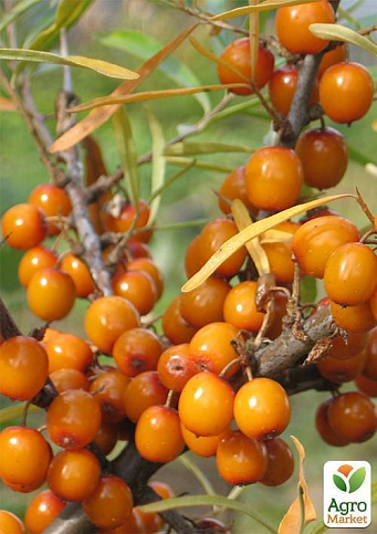 Облепиха (перекрестное опыление, комплект 2 шт) 1 год - фото 5