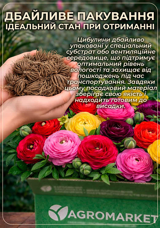 Лютики (Ранункулюс) "Mix" (размер 5/6 , крупный) 5шт в упаковке - фото 5