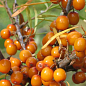 Облепиха (перекрестное опыление, комплект 2 шт) 1 год