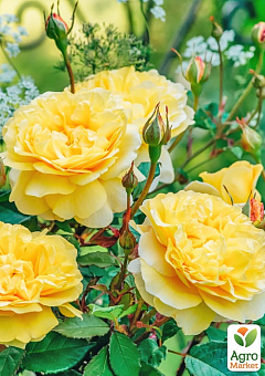 Троянда дрібноквіткова (спрей) "Сан Сіті" (саджанець класу АА+) вищий сорт1