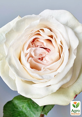 Троянда кущова "Вайт Охара" (саджанець класу АА+) вищий сорт - фото 3