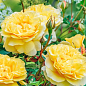 Роза мелкоцветковая (спрей) "Сан Сити" (саженец класса АА+) высший сорт