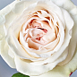 Роза кустовая "Вайт Охара" (саженец класса АА+) высший сорт цена