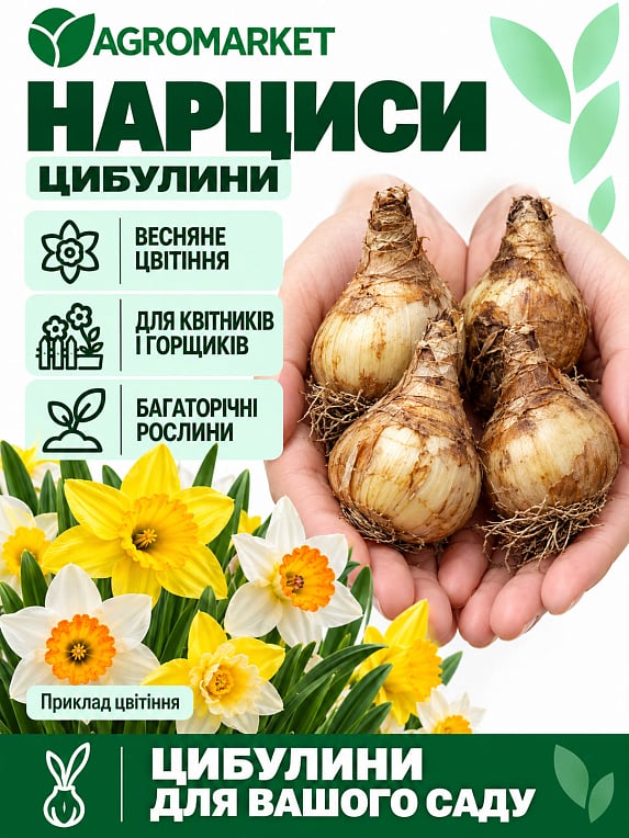 Нарцисс "Gay Tabor"
