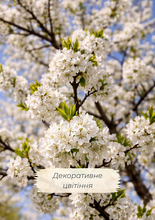 Эксклюзив! Вишня темно-бордовая "Любська" (премиальный крупноплодный сорт, неприхотливая) - фото 4