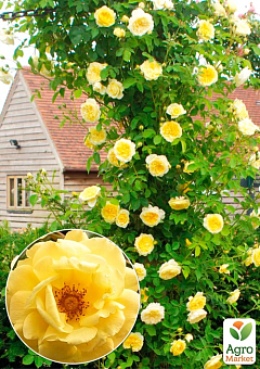 Троянда плетиста "Дукат" (саджанець класу АА+) вищий сорт1