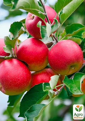 Яблоня "Розелла" (зимний сорт, поздний срок созревания)