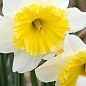 Нарцис "Ice Follie" укорінений