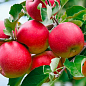 Яблоня "Розелла" (зимний сорт, поздний срок созревания)