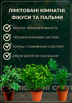 LMTD Корділіна "Mambo" (висота 35-45см) вазон 1215