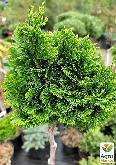 Кіпарисовик на штамбі "Nana Gracilis" С5, висота 70-80см24