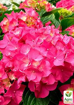 LMTD Гортензия крупнолистная цветущая 3-х летняя "Jip Pink" (30-40см)4