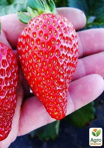 Эксклюзив! Клубника ремонтантная "Красная мечта" (премиальный сорт) - фото 7