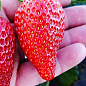 Эксклюзив! Клубника ремонтантная "Красная мечта" (премиальный сорт)