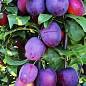 Слива колоновидная "Блю свит" Эксклюзив