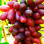 Виноград "Изюминка" (ранний срок созревания, необычайно вкусные плоды)