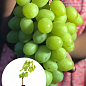 Виноград "Красавчик" (вегетирующий саженец очень крупного сладкого винограда ) купить