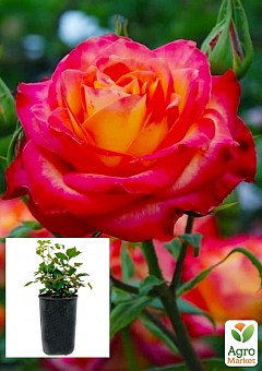 Троянда в контейнері чайно-гібридна "Red Gold" (саджанець класу АА+)1