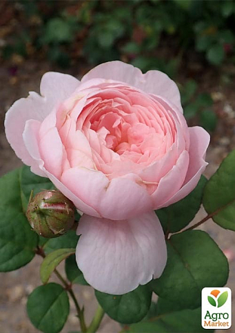 Троянда англійська "Queen of Sweden" (саджанець класу АА+) вищий сорт - фото 2