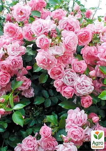 Троянда плетиста "Джардіна" (саджанець класу АА+) вищий сорт  - фото 3