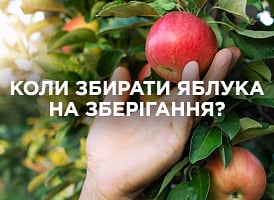 Коли збирати яблука на зберігання: строки та ознаки стиглості | Agro-market