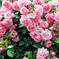 Роза плетистая "Джардина" (саженец класса АА+) высший сорт цена
