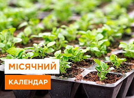 Місячний посівний календар на січень 2025 року - корисні статті про садівництво від Agro-Market