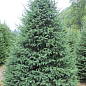 Ель канадская густая "Densata" (Чёрная Ель) горшок P9