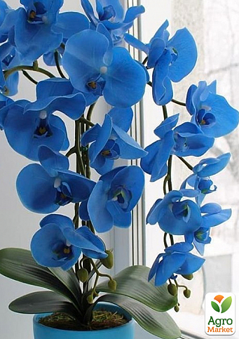 Орхидея (Phalaenopsis) "Cascade Blue" - фото 3