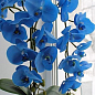 Орхидея (Phalaenopsis) "Cascade Blue" цена