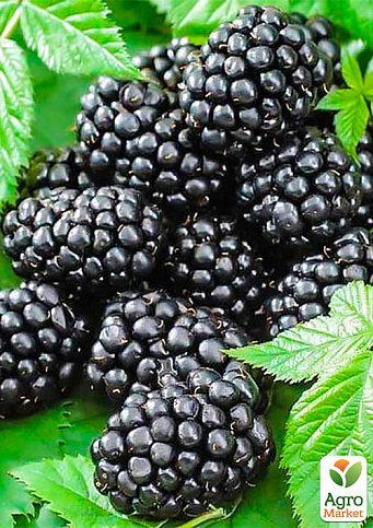 Эксклюзив! Ежевика черная "Золушка" (Cinderella) (премиальный, очень сладкий, поливитаминный сорт)