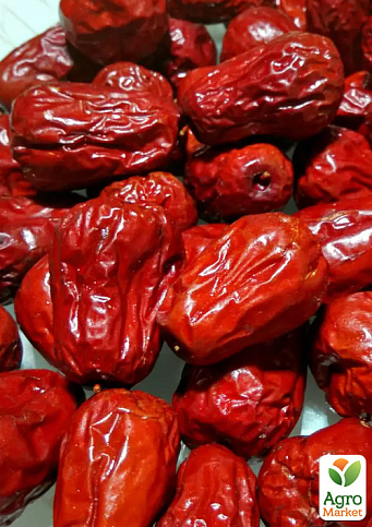 Зізіфус 2-х річний щеплений "Я-цзао" (ранній, великоплідний сорт) - фото 2