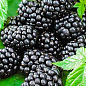 Эксклюзив! Ежевика черная "Золушка" (Cinderella) (премиальный, очень сладкий, поливитаминный сорт)