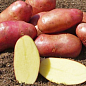 Картофель "Ажур" семенной среднеспелый (1 репродукция) 1кг