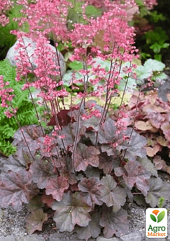 Гейхера (Heuchera) "Rachel" (C1, висота 15-30см)2